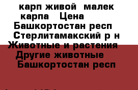 карп живой, малек карпа › Цена ­ 200 - Башкортостан респ., Стерлитамакский р-н Животные и растения » Другие животные   . Башкортостан респ.